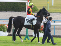 新馬戦　本馬場入場