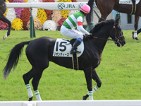 新馬戦　本馬場入場
