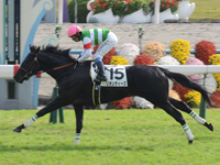 新馬戦　ゴール前