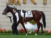 新馬戦　パドック