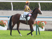 新馬戦　本馬場入場