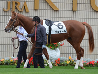 新馬戦　パドック