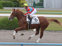 新馬戦　キャンター