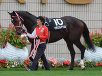 秋明菊賞（500万）　パドック