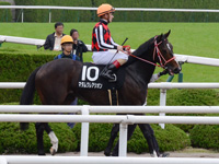 秋明菊賞（500万）　本馬場入場
