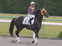 未勝利戦　本馬場入場