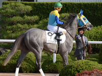 未勝利戦　本馬場入場