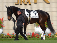 未勝利戦　パドック