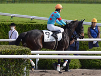 未勝利戦　本馬場入場