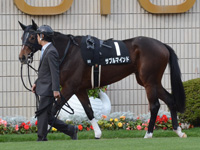 白菊賞（500万）　パドック