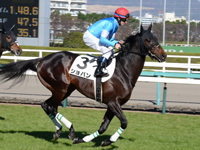 新馬戦　キャンター
