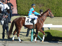 未勝利戦　本馬場入場