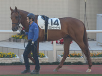 新馬戦　パドック
