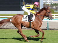 新馬戦　キャンター