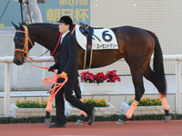未勝利戦　パドック