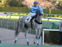500万平場戦　本馬場入場
