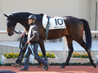未勝利戦　パドック