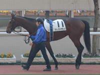 500万平場戦　パドック
