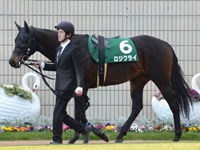 第50回 シンザン記念（ＧIII）　パドック