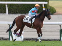 新馬戦（牝）　本馬場入場