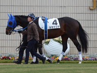 未勝利戦　パドック