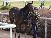 未勝利戦　口取り