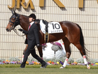 新馬戦　パドック