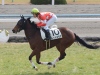 新馬戦　キャンター