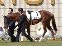新馬戦　パドック