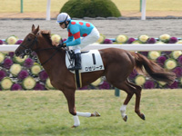 新馬戦　キャンター