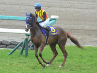 第76回 桜花賞（ＧＩ）　本馬場入場