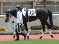 未勝利戦　パドック