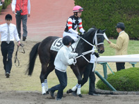 未勝利戦　本馬場入場