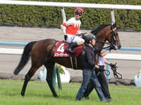 第64回 京都新聞杯（ＧＩＩ）　本馬場入場