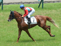 新馬　キャンター