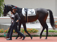 新馬　パドック