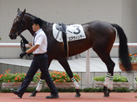 新馬　パドック