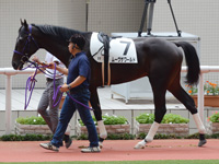 新馬　パドック
