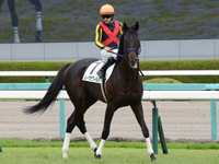 新馬　本馬場入場