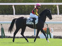 新馬（牝）　本馬場入場