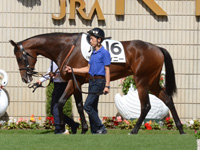 新馬（牝）　パドック
