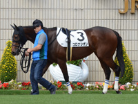 新馬　パドック