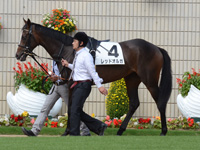 新馬　パドック