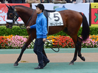 新馬　パドック