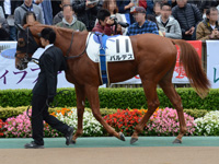 新馬　パドック