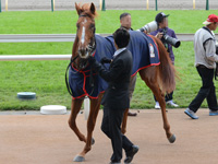 新馬　口取り