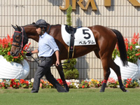 新馬（牝）　パドック