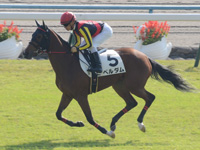 新馬（牝）　キャンター