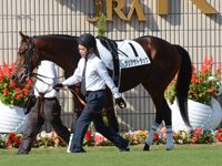 新馬　パドック