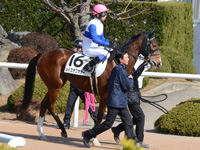 未勝利（牝）　本馬場入場